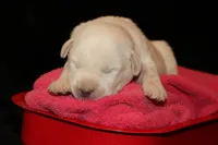 Rebel, a male Labrador Retriever for sale in Annville, KY – 2 of 4