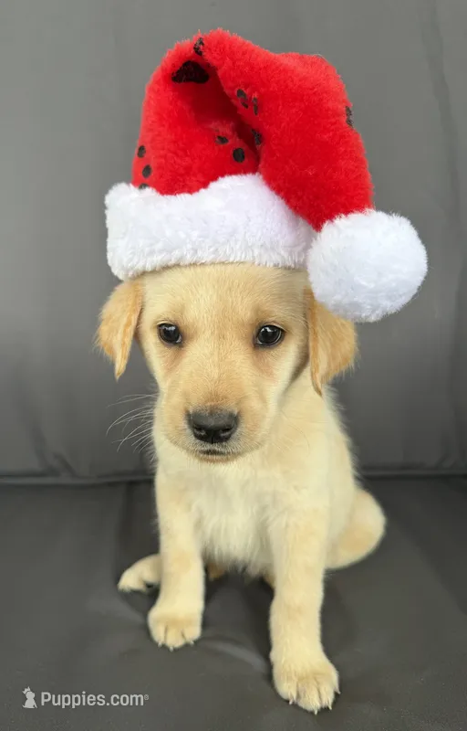 Rebel – Labrador Retriever puppy for sale in Annville, KY