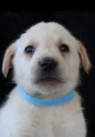 Rebel, a male Labrador Retriever for sale in Annville, KY – 6 of 10