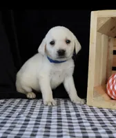 Rooster, a male Labrador Retriever for sale in Annville, KY – 5 of 10