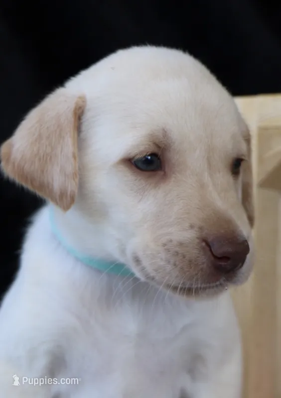 Remington  – Labrador Retriever puppy for sale in Annville, KY