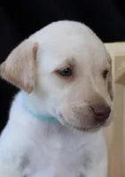 Remington , a male Labrador Retriever for sale in Annville, KY – 5 of 10