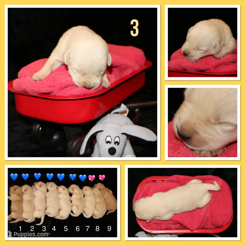 Rocky – Labrador Retriever puppy for sale in Annville, KY