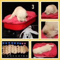 Rocky, a male Labrador Retriever for sale in Annville, KY – 1 of 4