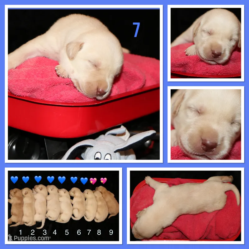 Rooster – Labrador Retriever puppy for sale in Annville, KY
