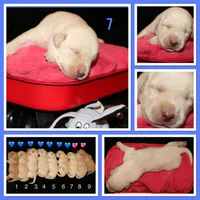 Rooster, a male Labrador Retriever for sale in Annville, KY – 1 of 4