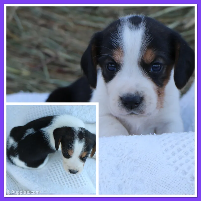 Diamond Dolly – Beagle puppy for sale in Annville, KY