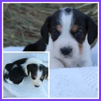 Diamond Dolly, a female Beagle for sale in Annville, KY – 1 of 1