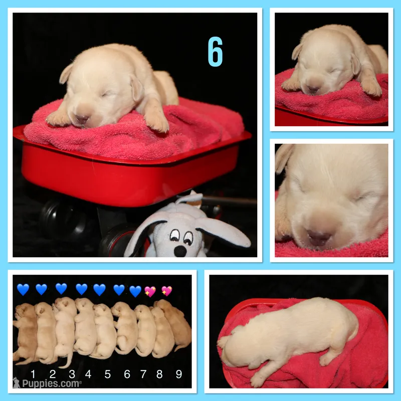 Rebel – Labrador Retriever puppy for sale in Annville, KY