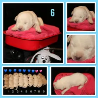 Rebel, a male Labrador Retriever for sale in Annville, KY – 1 of 4