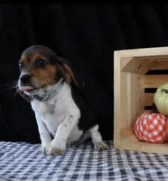 Jack Reacher, a male Beagle for sale in Annville, KY – 1 of 8