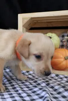 Ruger, a male Labrador Retriever for sale in Annville, KY – 5 of 10