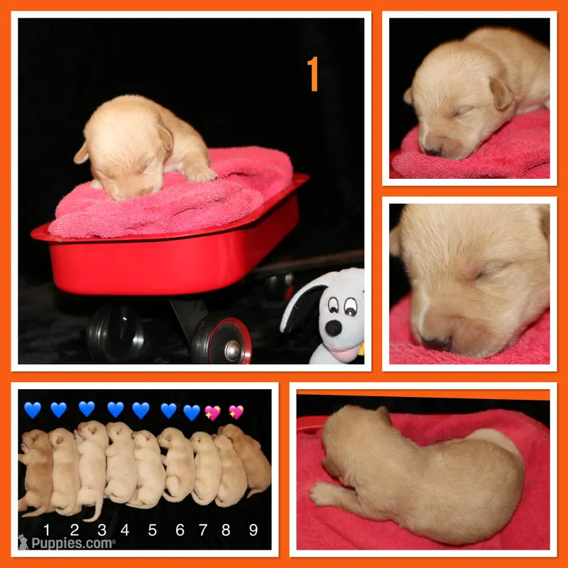 Ruger – Labrador Retriever puppy for sale in Annville, KY