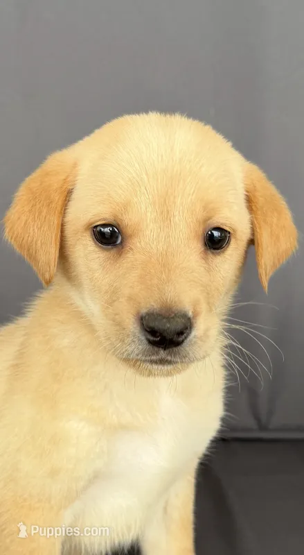 Ruger – Labrador Retriever puppy for sale in Annville, KY