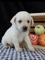 Ram, a male Labrador Retriever for sale in Annville, KY – 5 of 10