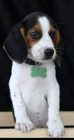 Glory Girl, a female Beagle for sale in Annville, KY – 5 of 6