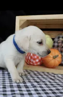 Rooster, a male Labrador Retriever for sale in Annville, KY – 4 of 10
