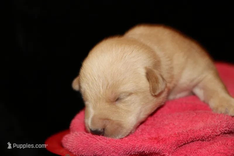 Ruger – Labrador Retriever puppy for sale in Annville, KY