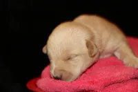Ruger, a male Labrador Retriever for sale in Annville, KY – 2 of 4