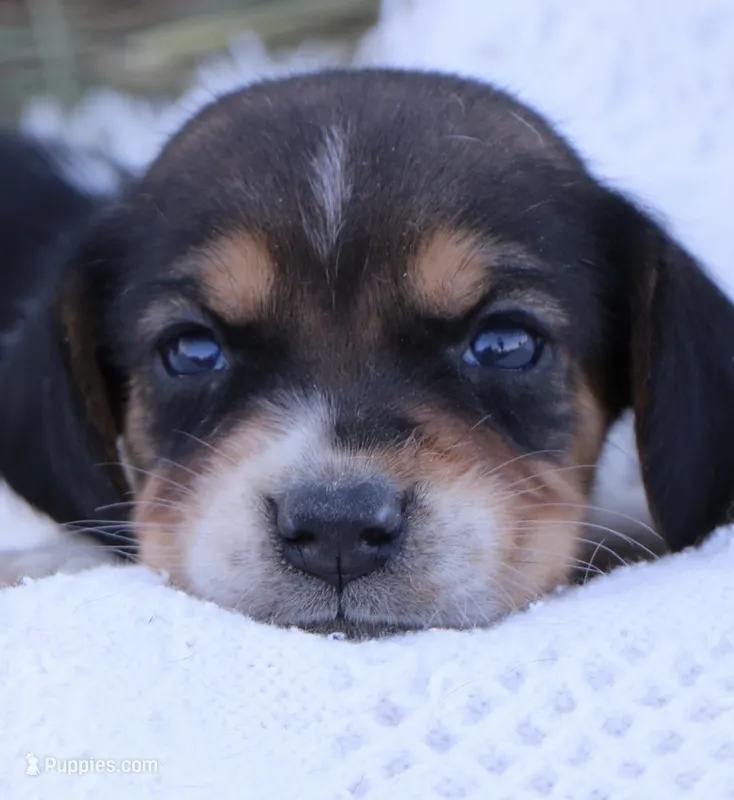 Jack Reacher – Beagle puppy for sale in Annville, KY