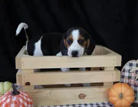 Glory Girl, a female Beagle for sale in Annville, KY – 3 of 6