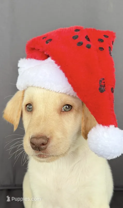 Rhyker – Labrador Retriever puppy for sale in Annville, KY