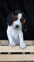 Glory Girl, a female Beagle for sale in Annville, KY – 2 of 6