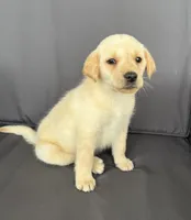 Rebel, a male Labrador Retriever for sale in Annville, KY – 3 of 10