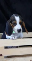 Diamond Dolly, a female Beagle for sale in Annville, KY – 1 of 8