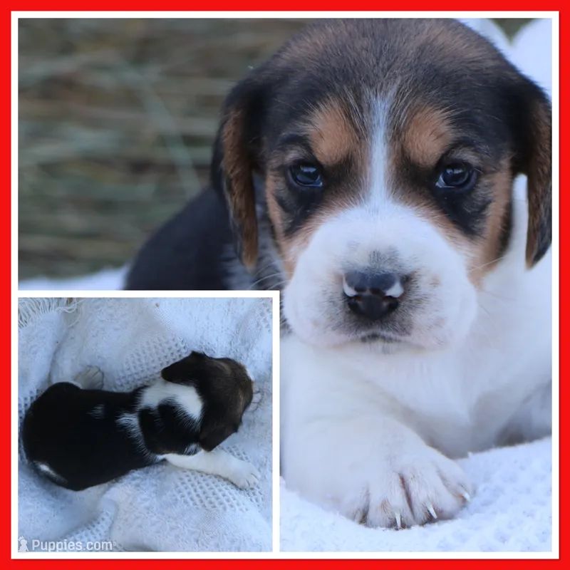 Delta Dawn – Beagle puppy for sale in Annville, KY
