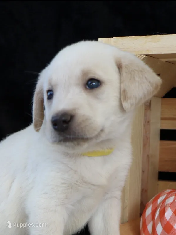 Rocky – Labrador Retriever puppy for sale in Annville, KY