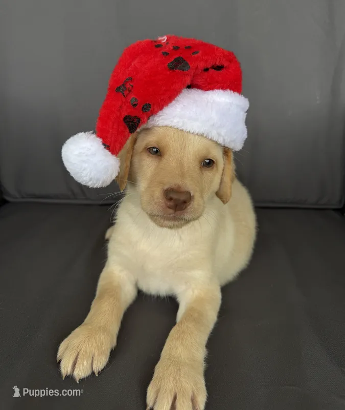 Remington  – Labrador Retriever puppy for sale in Annville, KY