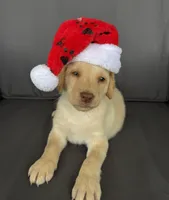 Remington , a male Labrador Retriever for sale in Annville, KY – 3 of 10