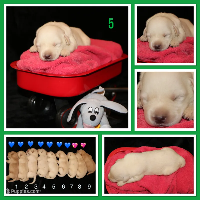Ram – Labrador Retriever puppy for sale in Annville, KY