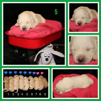 Ram, a male Labrador Retriever for sale in Annville, KY – 1 of 4