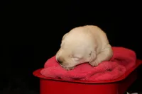 Rocky, a male Labrador Retriever for sale in Annville, KY – 2 of 4