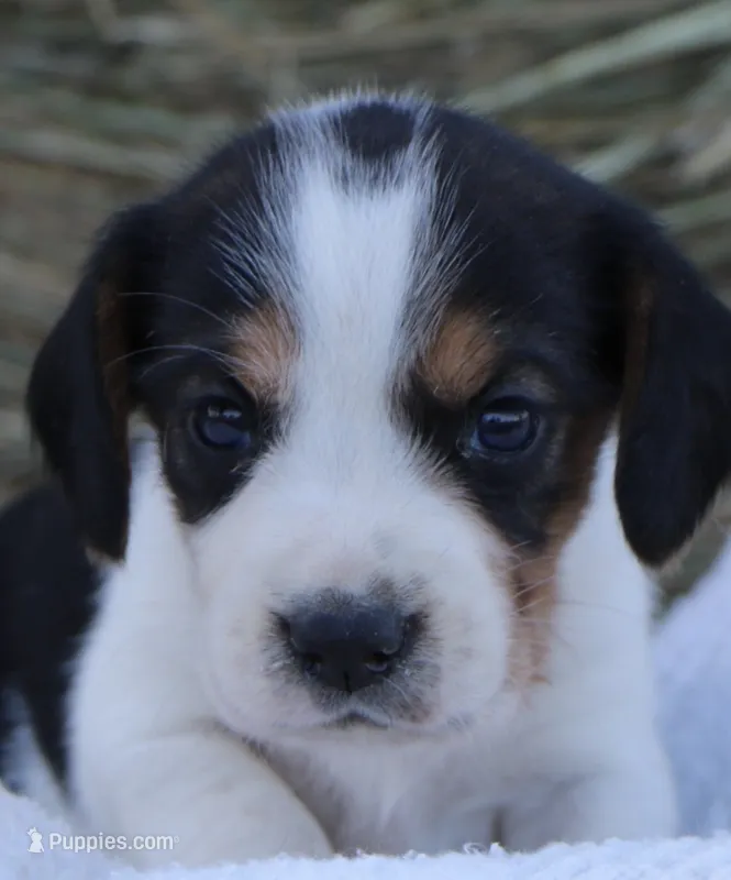 Diamond Dolly – Beagle puppy for sale in Annville, KY