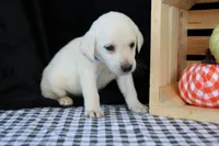 Rooster, a male Labrador Retriever for sale in Annville, KY – 6 of 10