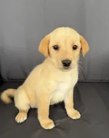 Ruger, a male Labrador Retriever for sale in Annville, KY – 3 of 10