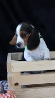 Diamond Dolly, a female Beagle for sale in Annville, KY – 2 of 8