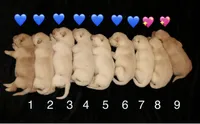 Roux, a female Labrador Retriever for sale in Annville, KY – 3 of 4