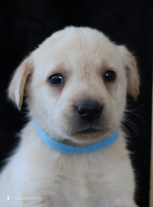 Rebel – Labrador Retriever puppy for sale in Annville, KY