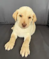 Remington , a male Labrador Retriever for sale in Annville, KY – 4 of 10