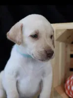 Remington , a male Labrador Retriever for sale in Annville, KY – 6 of 10
