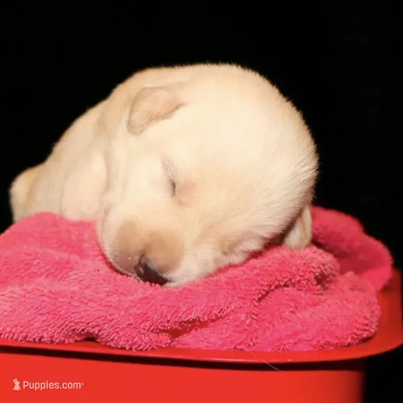 Rhyker – Labrador Retriever puppy for sale in Annville, KY
