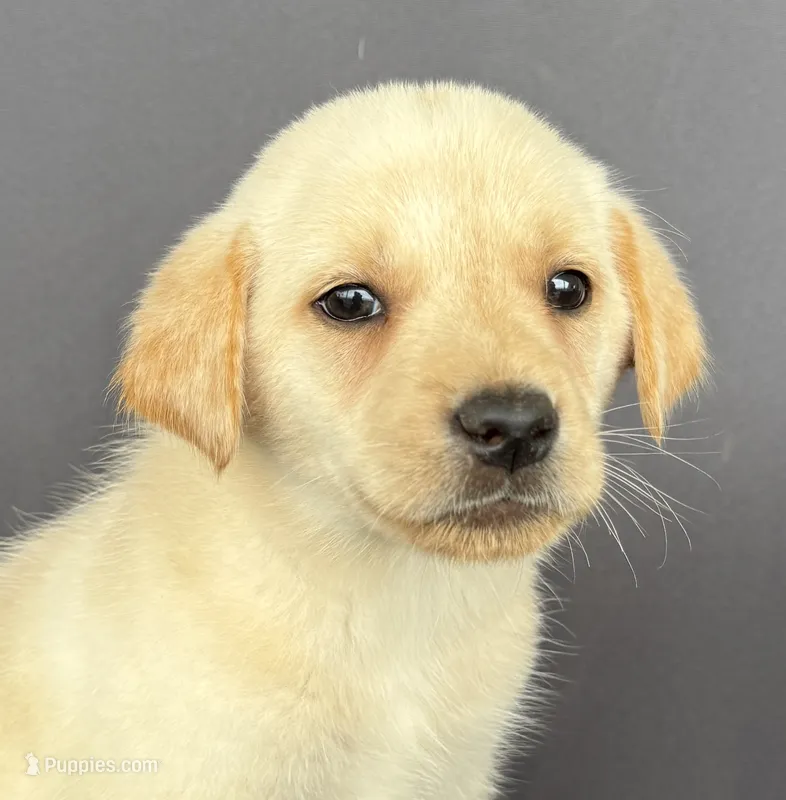 Rebel – Labrador Retriever puppy for sale in Annville, KY