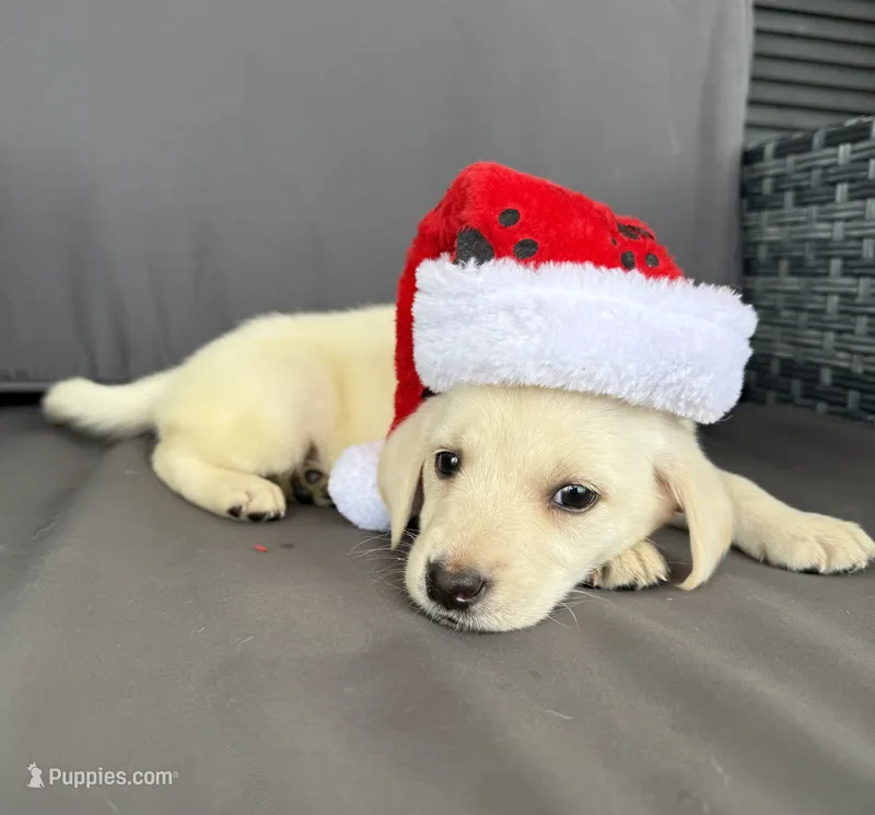 Rooster – Labrador Retriever puppy for sale in Annville, KY