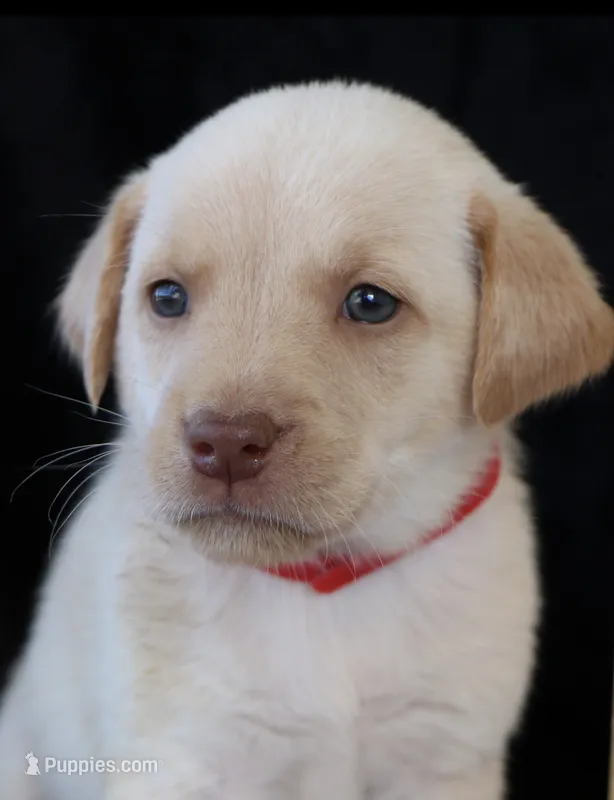 Rhyker – Labrador Retriever puppy for sale in Annville, KY