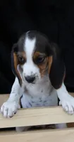 Diamond Dolly, a female Beagle for sale in Annville, KY – 4 of 8