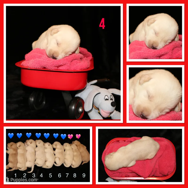 Rhyker – Labrador Retriever puppy for sale in Annville, KY